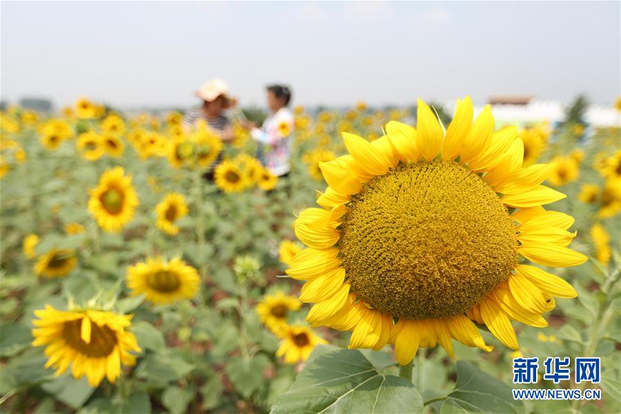家首次破译埃及木乃伊基因组开元棋牌【文体艺苑】科学(图5) 家首次破译埃及木乃伊基因组开元棋牌【文体艺苑】科学(图5)